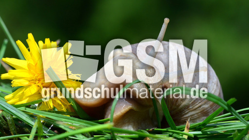 Weinbergschnecke_ (1).jpg